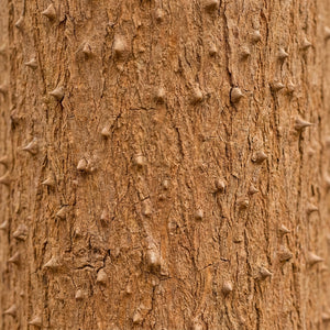 Prickly Ash & Stillingia